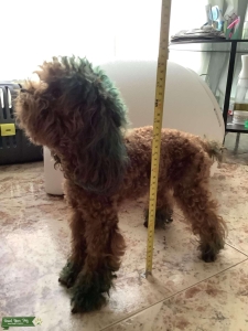 Cute little teacup poodle  Listing Image