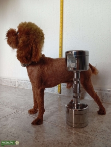 Cute little teacup poodle  Listing Image