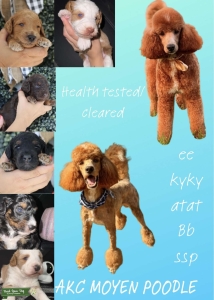 Red Moyen AKC Poodle Stud Listing Image