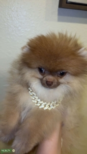 Teacup Teddy Bear Stud Listing Image