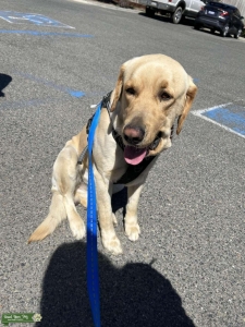 Yellow Labrador  Listing Image