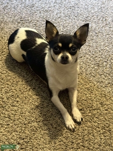 3lb.Short haired Chihuahua. Listing Image