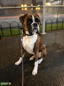Boxer Male Stud Listing Image