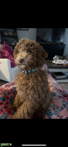 A little mini goldendoodle f1bb Listing Image