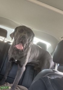 cane corso louie Listing Image