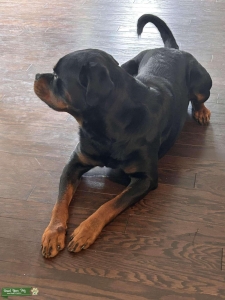AKC German Rottweiler Stud Available  Listing Image
