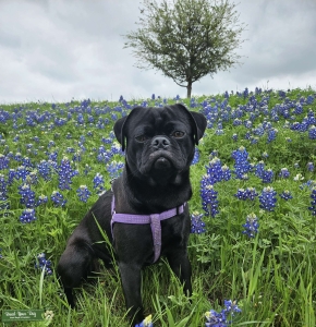 Pug Stud Listing Image