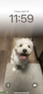 Cockapoo Stud  Listing Image