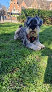 Miniature schnauzer for stud Listing Image