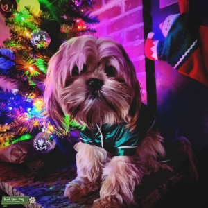 Female Lhasa Apso Listing Image