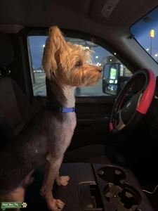 Yorkie Stud Available – Proven, Healthy, and Handsome Listing Image