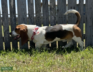 Basset Hound Listing Image