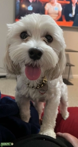 AKC Male Maltese Looking to Meet a Female Maltese Listing Image
