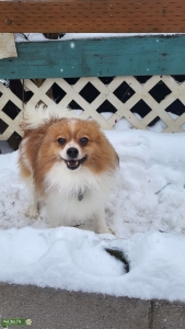 REGISTERED FOX FACE POMERANIAN STUD Listing Image