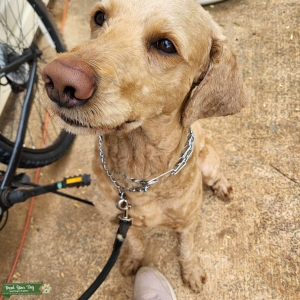 40lb 3yo F1b GoldendoodleNew stud, introductory rate until proven Listing Image