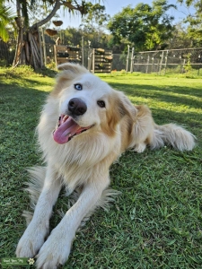 Cream Border Collie Male Stud Listing Image