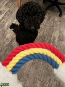Seeking Male Retriever or GoldenDoodle Listing Image