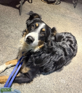 Stud Aussie Shepherd 1 Year Old Looking for Female Listing Image