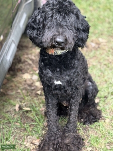 Labradoodle F1B Listing Image