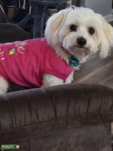 Female Coton looking for Mr Right dog Listing Image