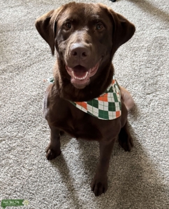 AKC Chocolate Labrador Retriever  Listing Image