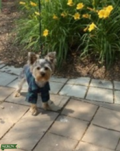 Handsome 5lb Yorkie STUD Listing Image