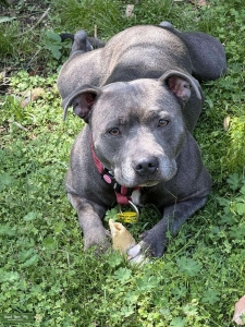 Blue Staffy  Listing Image