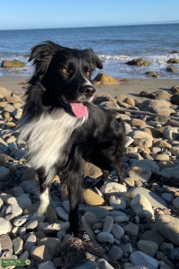 ABCA Registered Pure Bred Border Collie Listing Image