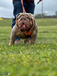 AKC English Bulldog stud Listing Image