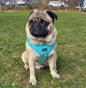 Healthy Pure Male Pug - STUD Listing Image
