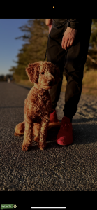 Mini Golden Doodle  Listing Image