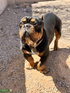 Pure bred Pocket Bully stud  Listing Image