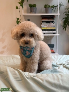 Looking for a girlfriend Listing Image