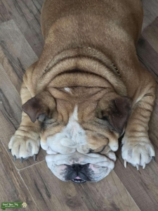 First time breeder Listing Image