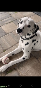 Black/White Dalmatian Listing Image