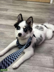 Merle/White 1st gen pomsky Listing Image