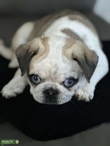 Tricolor female pug Listing Image