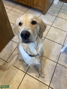 Handsome Golden Retriever Stud Listing Image