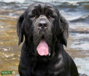 160lbs Neapolitan Mastiff Stud  Listing Image