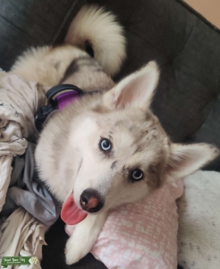 Gorgeous Sweet & Playful F1 Pomsky Listing Image