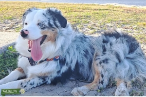 Stud Australian Shepherd looking for a female mate Listing Image