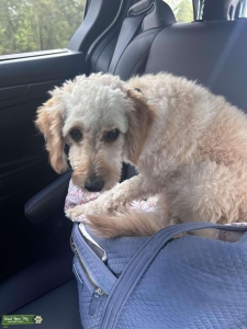 1YO Mini Goldendoodle Listing Image