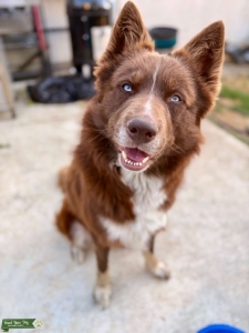 Siberian Husky/McNab(Collie) SUPER STUD Listing Image