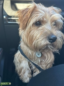 Norfolk terrier 2yr boy stud Listing Image