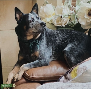 Australian Cattle Dog Listing Image