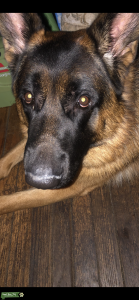 16 month old Akc GSD Listing Image