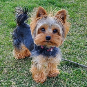 Yorkie stud AKC/CKC Listing Image