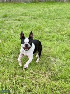 Kush the Boston terrier  Listing Image