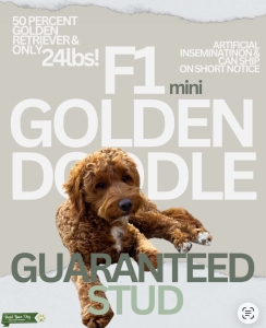 F1 Mini Golden Doodle Listing Image