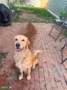 Golden Retriever Stud Listing Image
